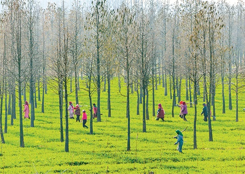 安徽出台林下经济高质量生长“二十条”