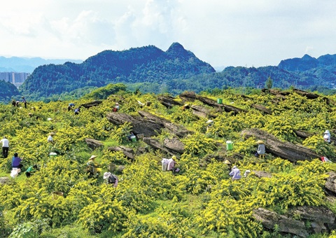 重庆秀山：：：一朵山银花，，绽放19亿元综合产值