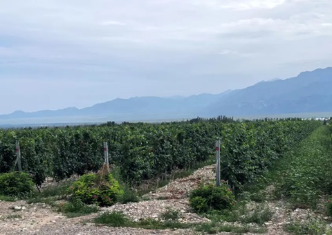 宁夏：开展生态资源本底视察 探索全链条协同治理路径